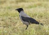 The hooded crow is closely related to the carrion crow, which until recently was regarded as the same species. In areas where the two species overlap there may be some interbreeding with hybrids showing a mixed grey and black body plumage. Like carrion crows, hoodies also feed on dead animals. Unlike crows they can be more sociable in the feeding habits and groups of them may be seen together in fields. Found in N and W Scotland, N Ireland, Ireland, and on the Isle of Man, where it replaces the carrion crow.